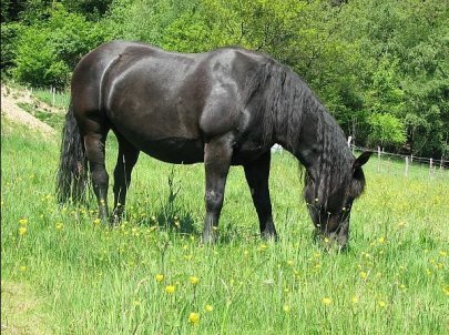 Abtanauer Horse