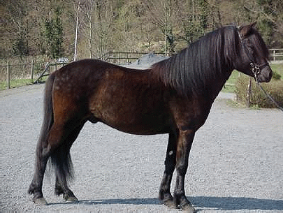 Aegidienberger Horse
