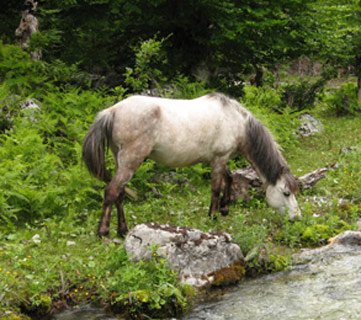 Albanian Mountain Horse