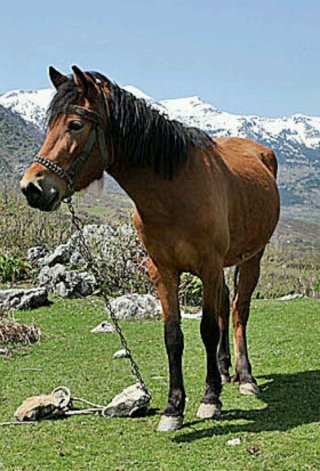 Albanian Plains Horse