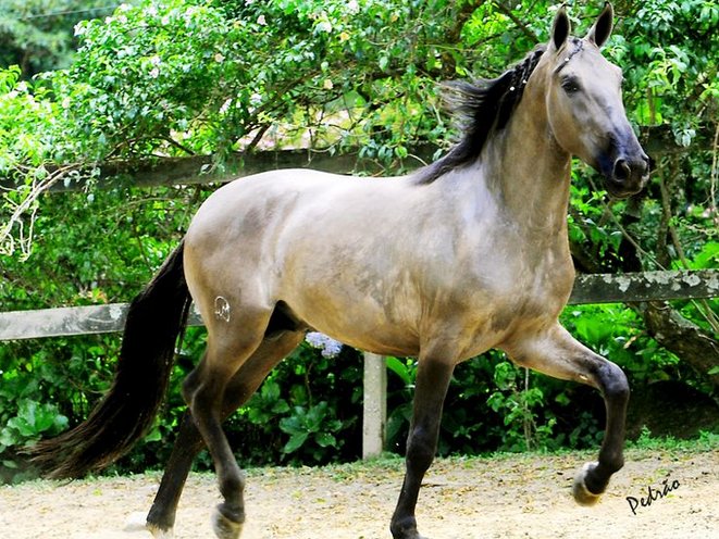 Campolina Horse