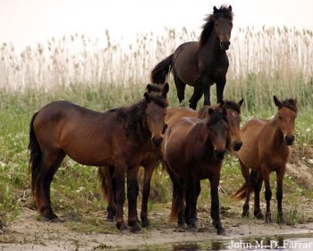 Danube Delta Horses
