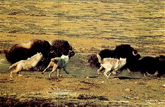 Arctic Wolves Chasing Musk Oxen