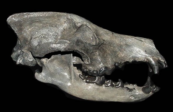 Canis armbrusteri Wolf Skull