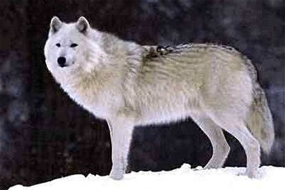 Wolf on Wolves Of The World   Bernard S Wolf   Canis Lupus Bernardi