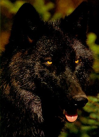 Wolves Of The World Alexander Archipelago Wolf Canis Lupus Ligoni