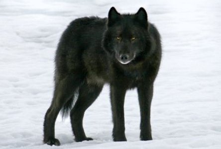 Alexander Archipelago Wolf