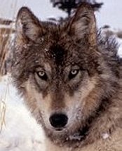 Great Plains Wolf