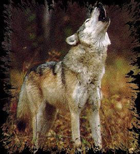 Howling Gray Wolf