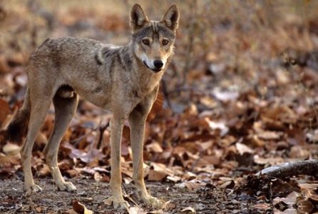 Iranian Wolf (Canis lupus pallipes)