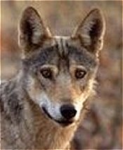 Iranian Wolf