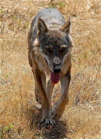 Wolves Of The World - Italian Wolf - Canis lupus italicus