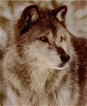 Newfoundland Wolf