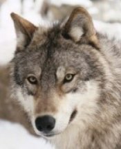 Northern Rocky Mountains Wolf