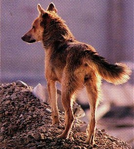 European Wolfdog